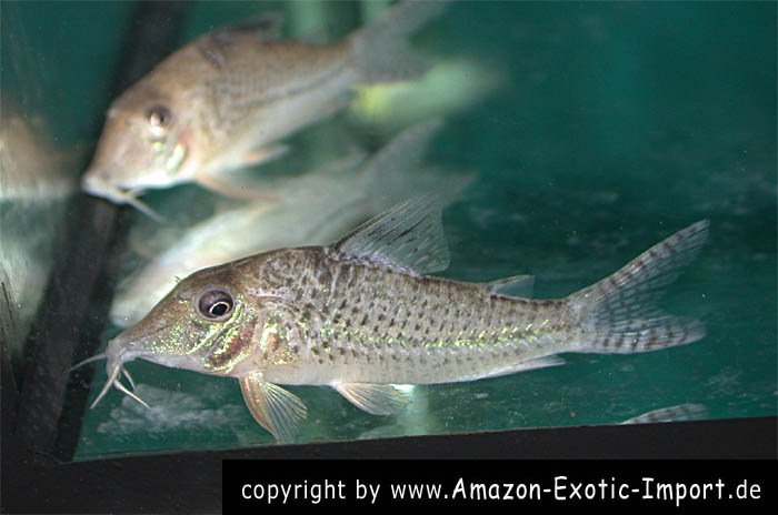 Corydoras cf. acutus